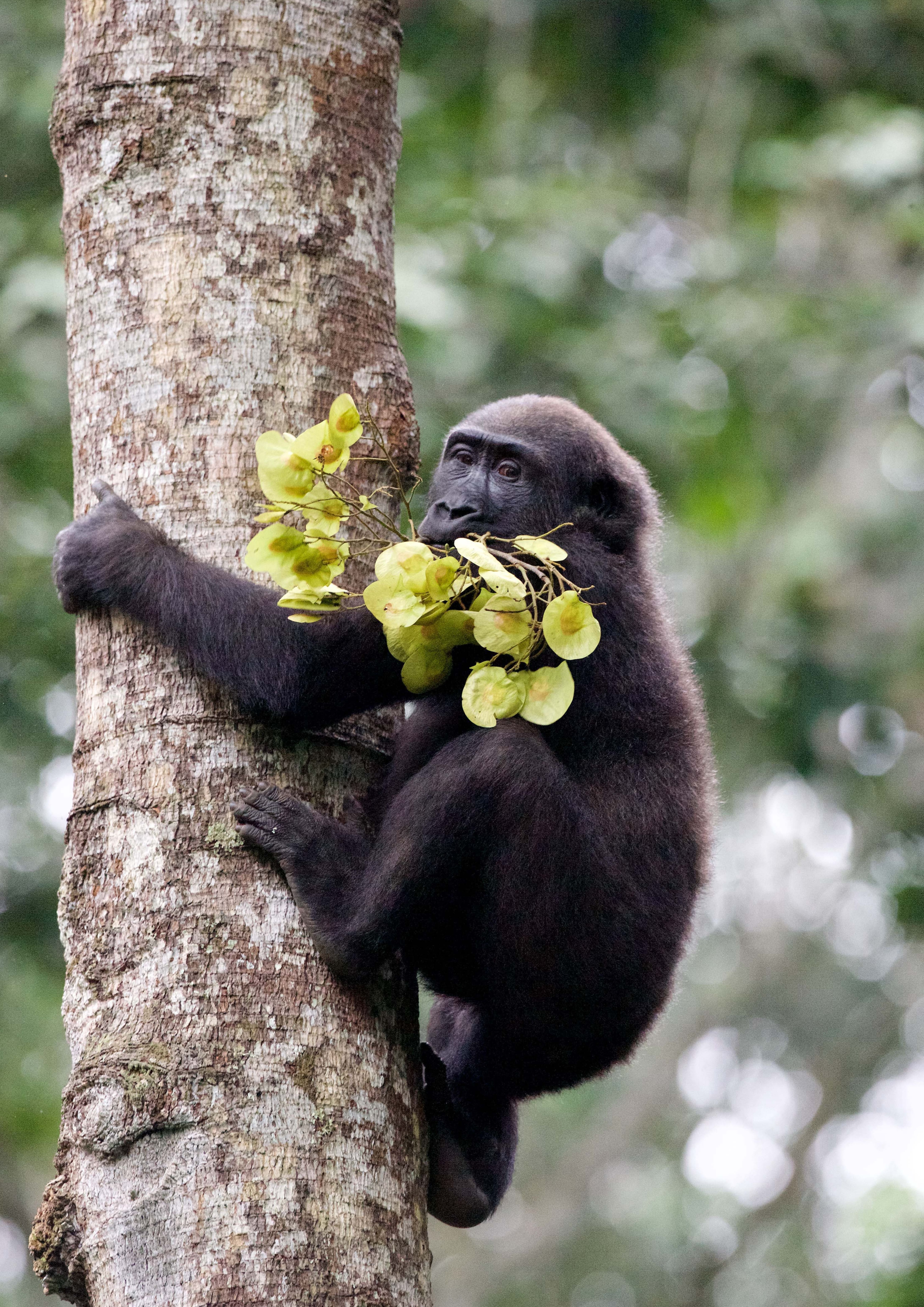 Photo from 8-Day Odzala Discovery Gorilla Trekking & Congo Rainforest Safari safari tour